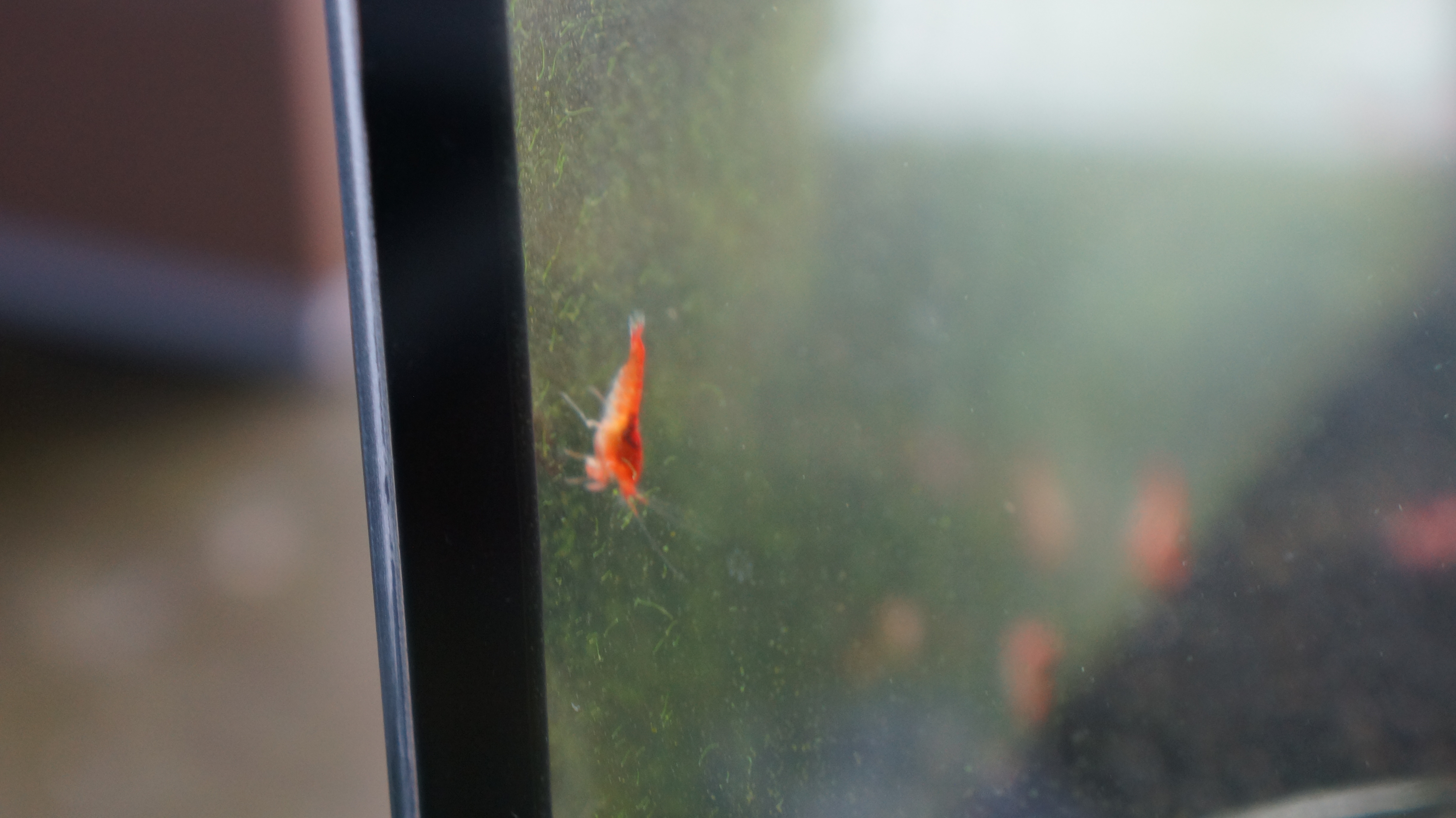 opae in tank #03 [2]