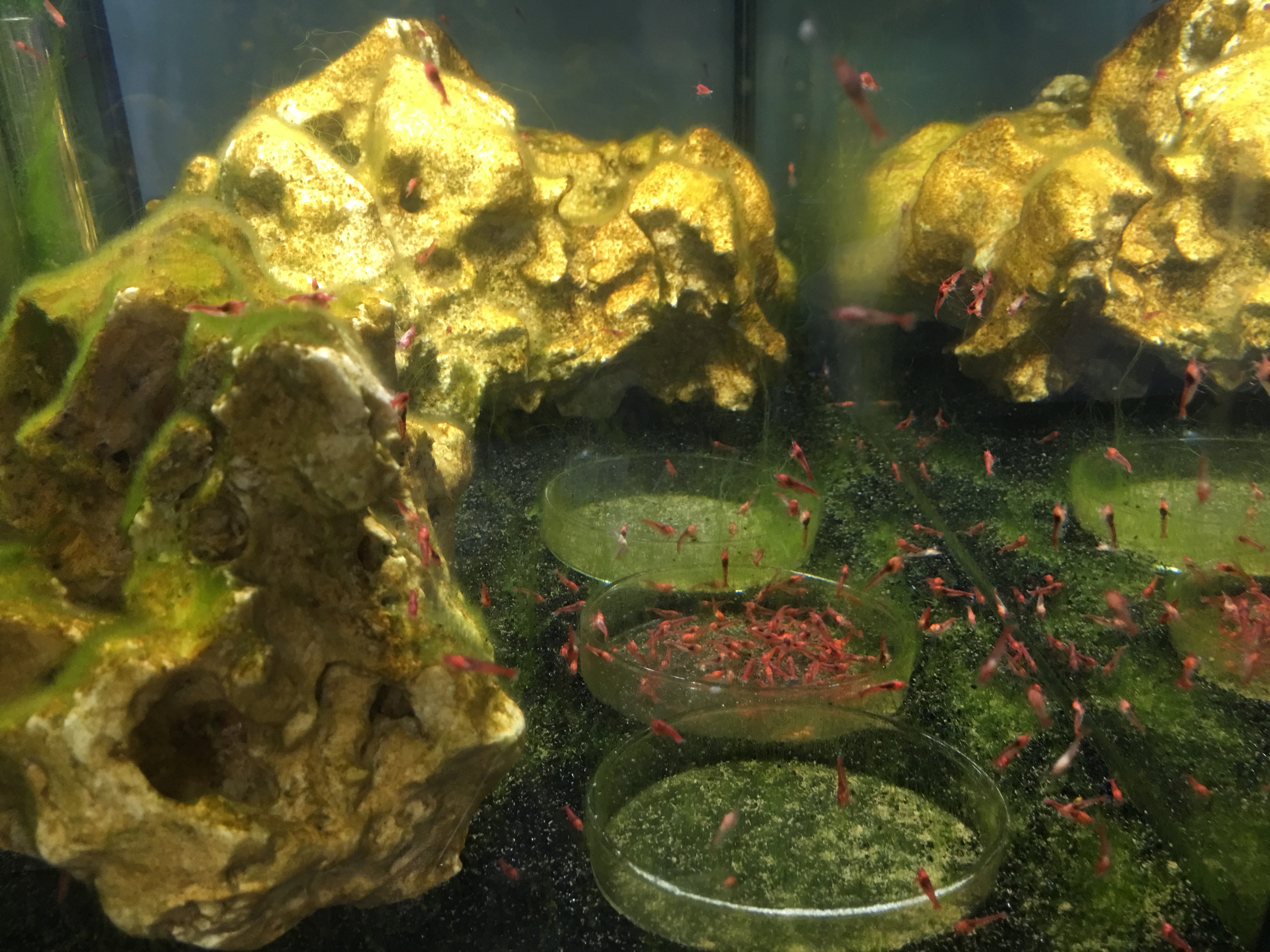 Photo 08-04-2016, 18 21 46.jpg