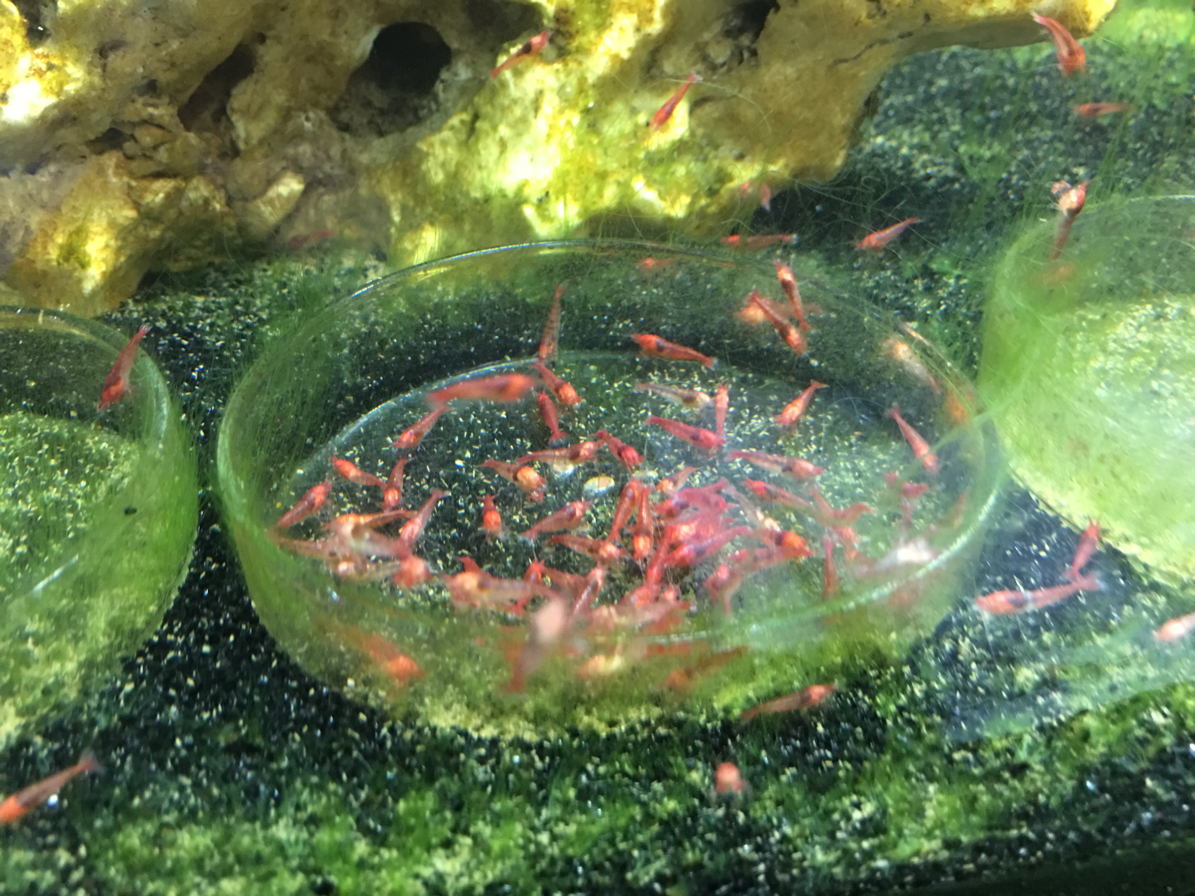 Photo 08-04-2016, 18 17 50.jpg