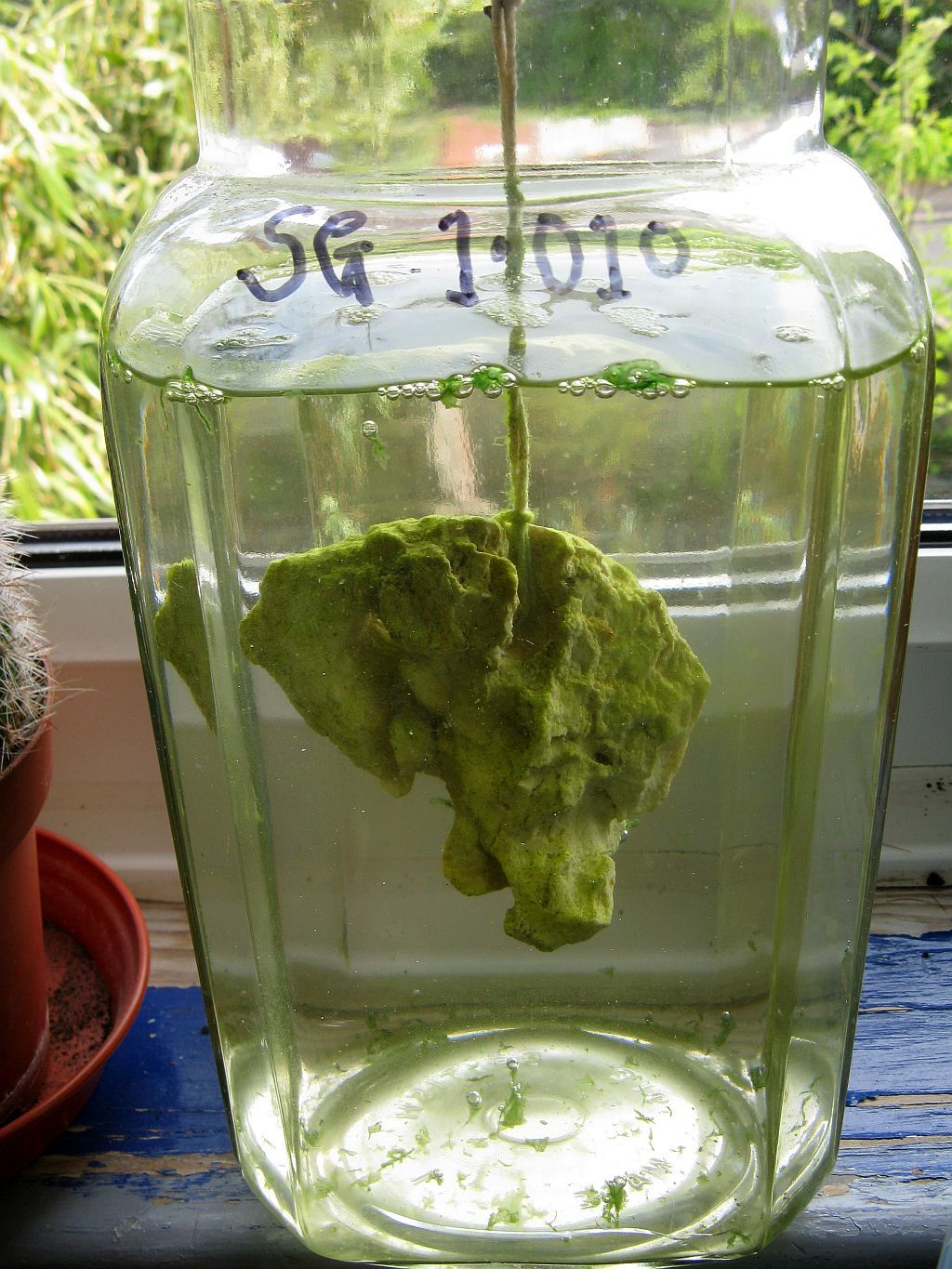 Opae ula Algae rock.jpg