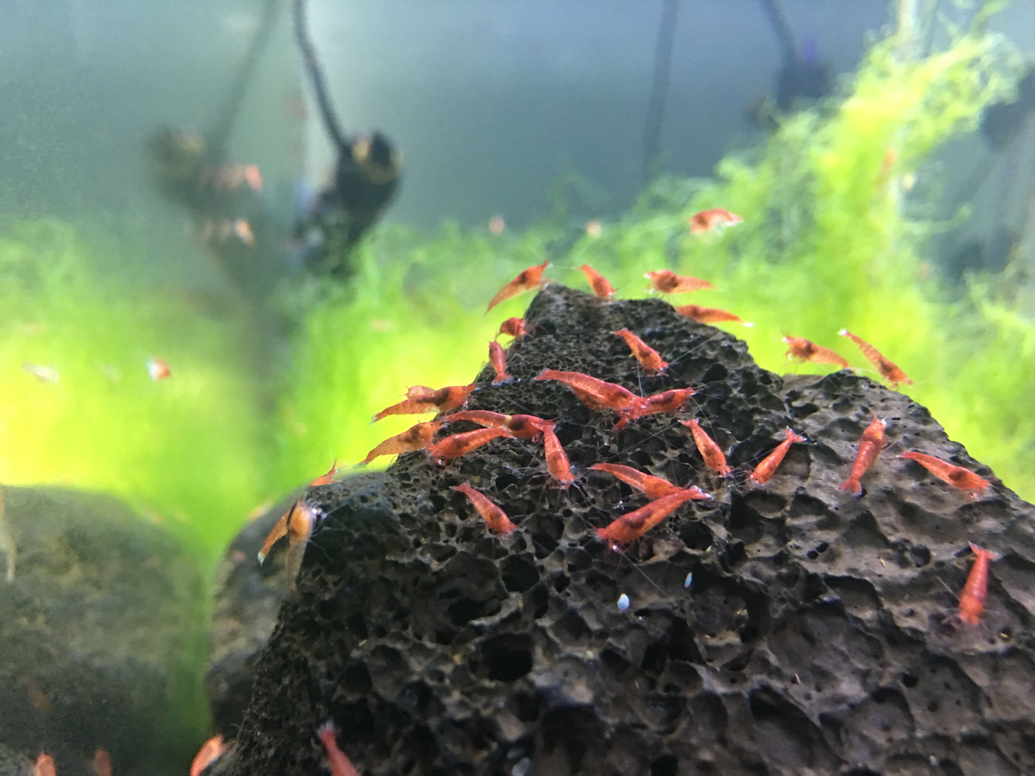 Photo 26-05-2018, 09 59 18.jpg