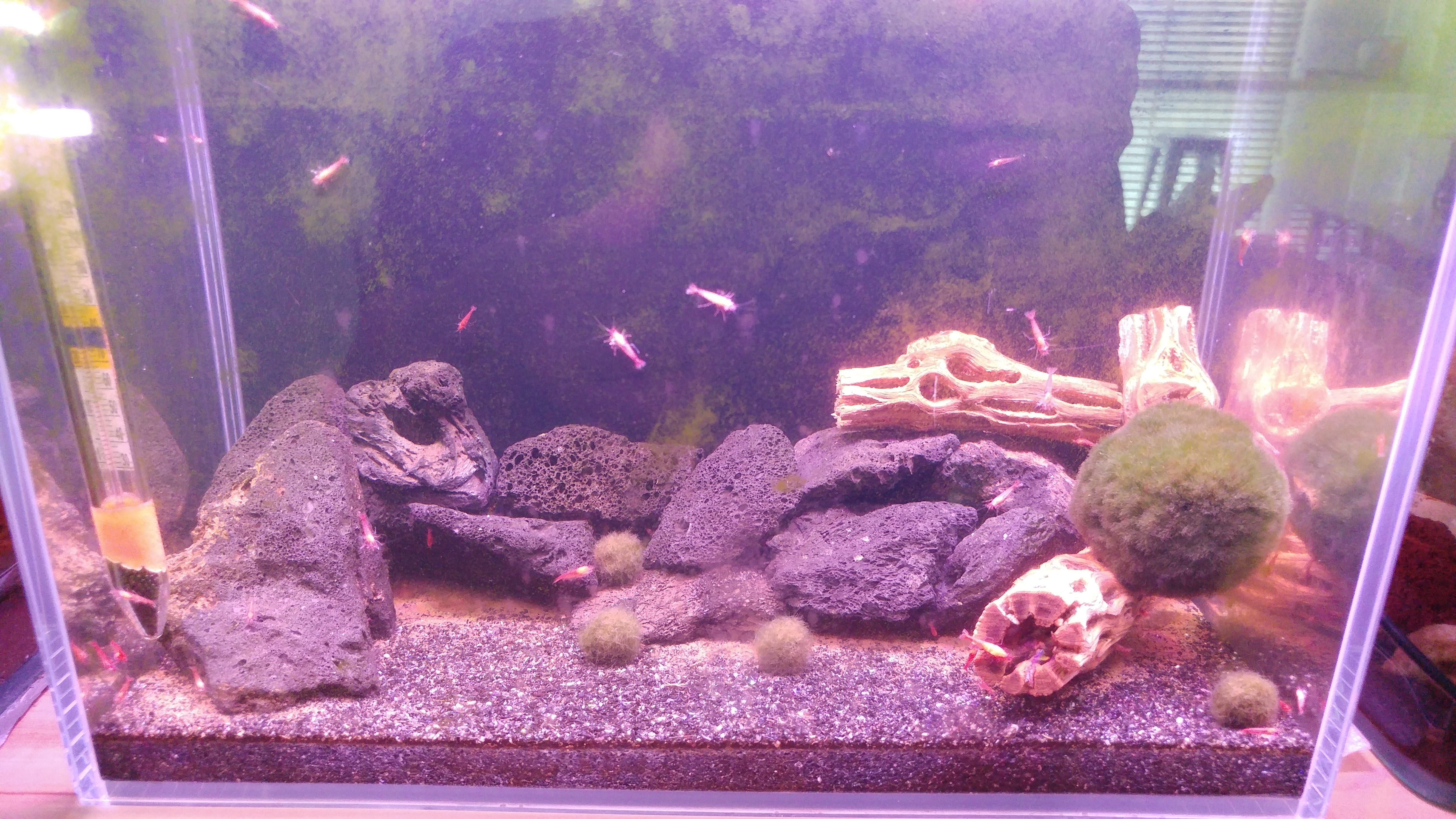 Opae ula tank 2-min.jpg