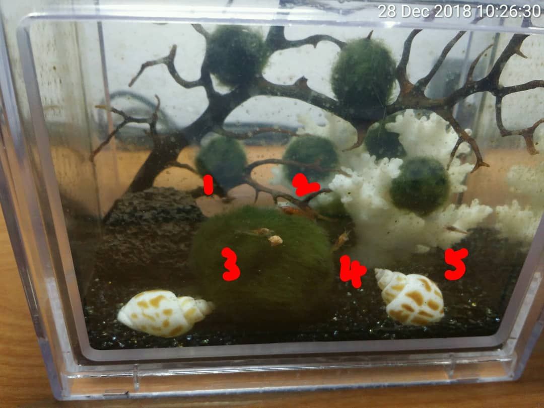 WhatsApp Image 2018-12-28 at 10.31.52 AM.jpeg