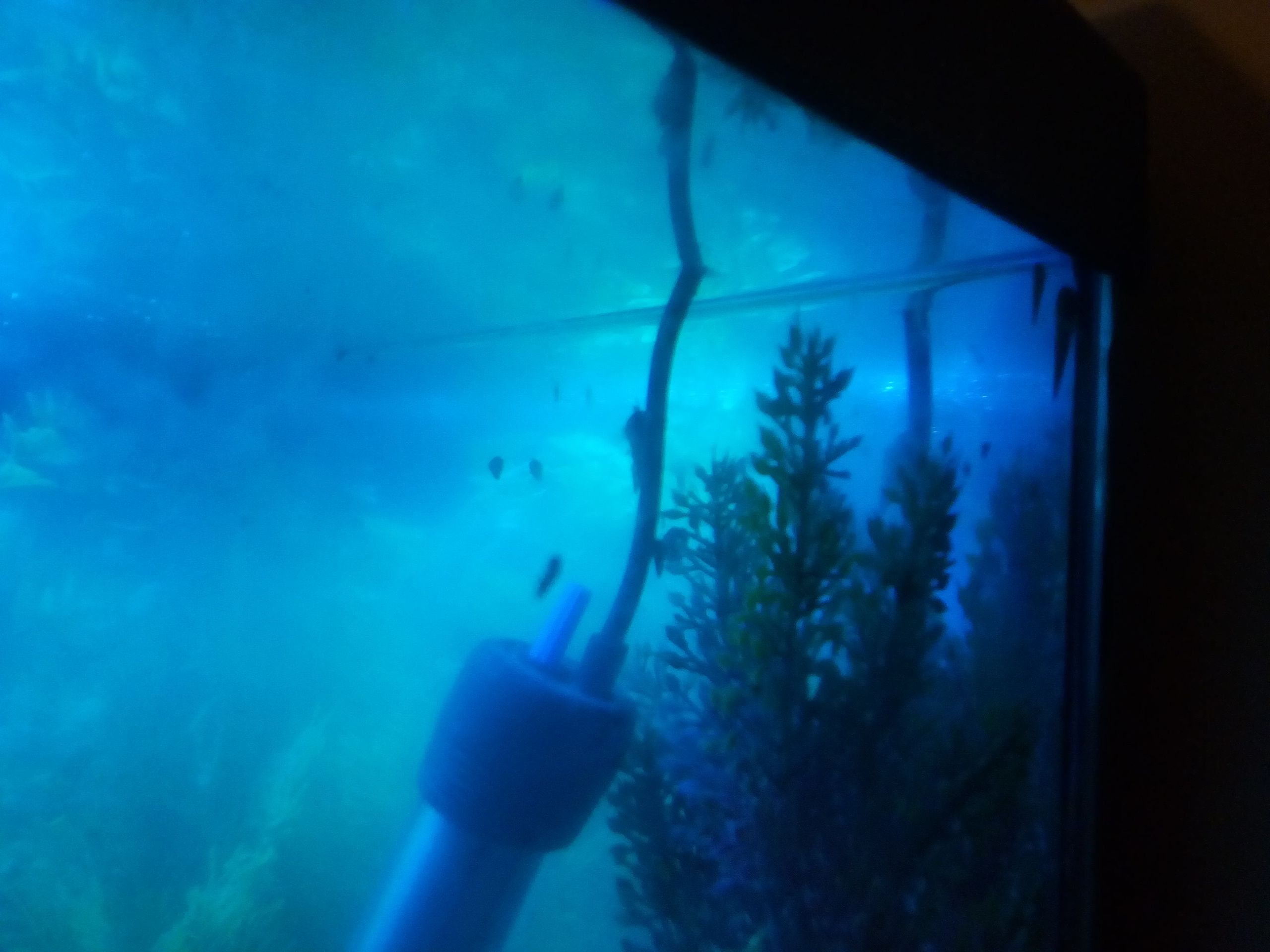 Layer of bacteria bloom, hard to see on photo