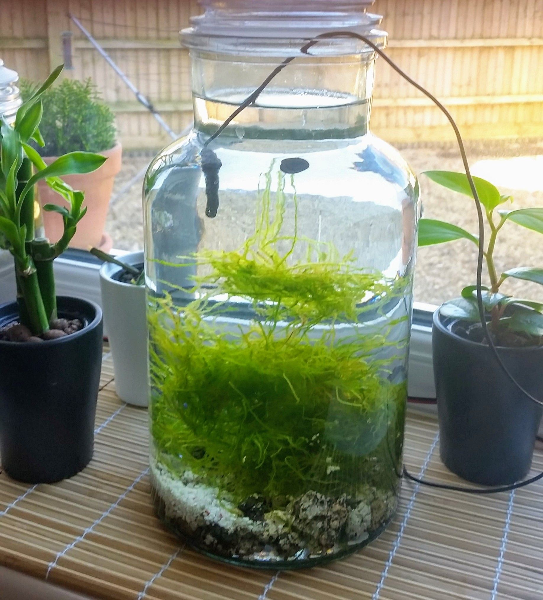 This is my old vase when first set it up