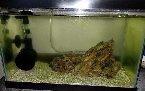 2.5 gallon tank on 06272019