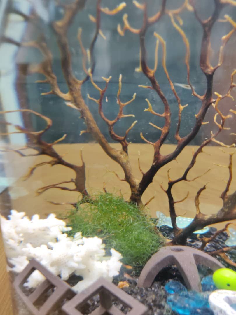 WhatsApp Image 2019-07-26 at 11.53.49 AM.jpeg