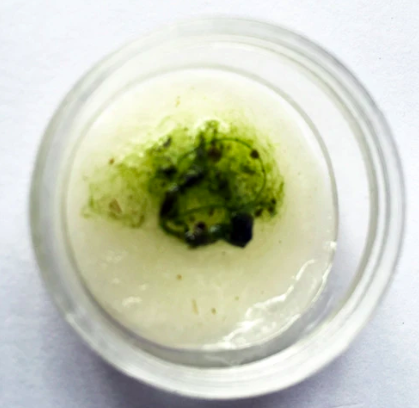 Screen Shot 2020-01-20 at 1.18.45 PM.png