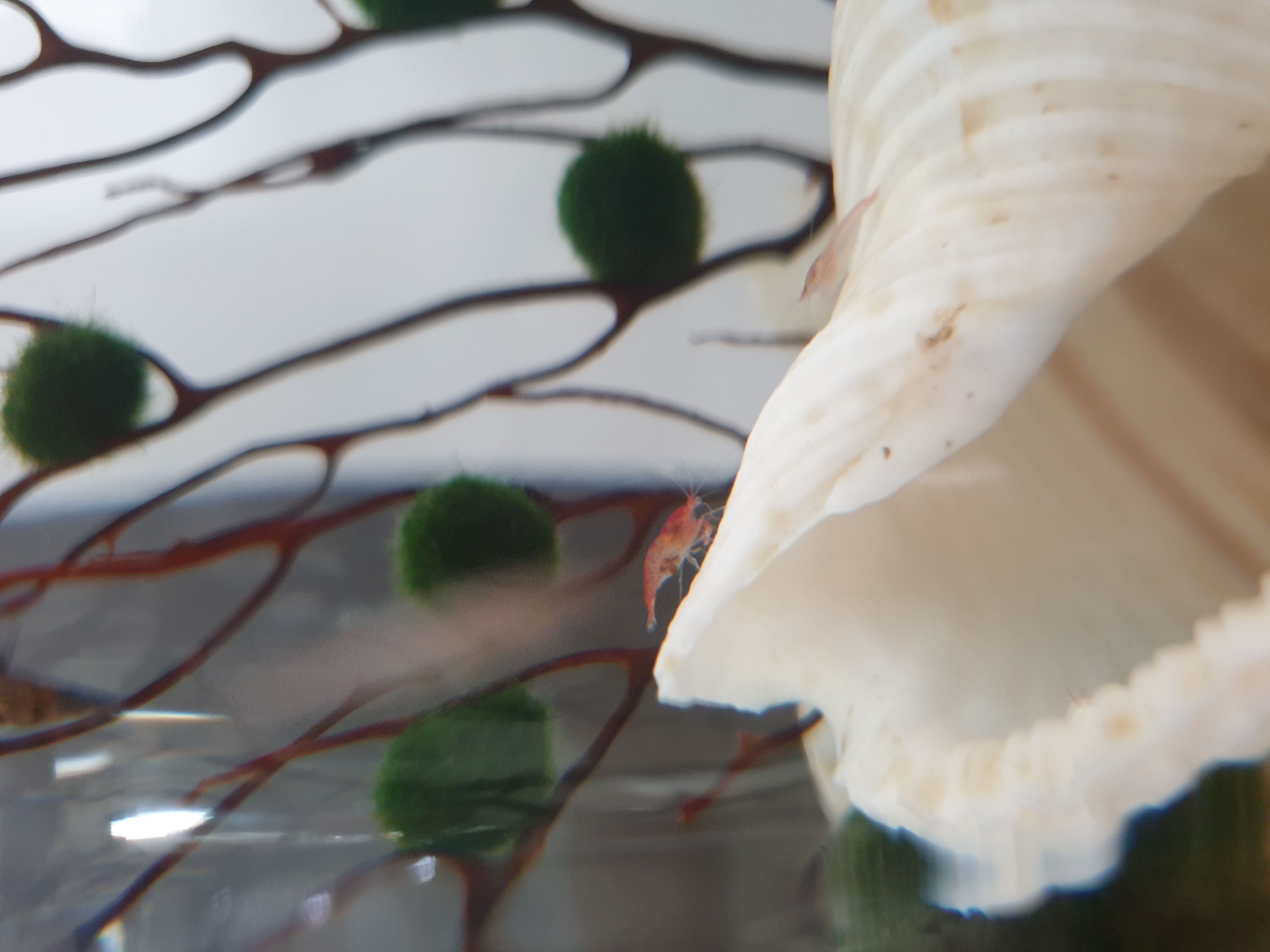 Right after she molted 2 days ago and being t