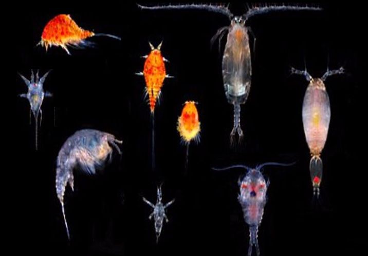 Copepods.jpg