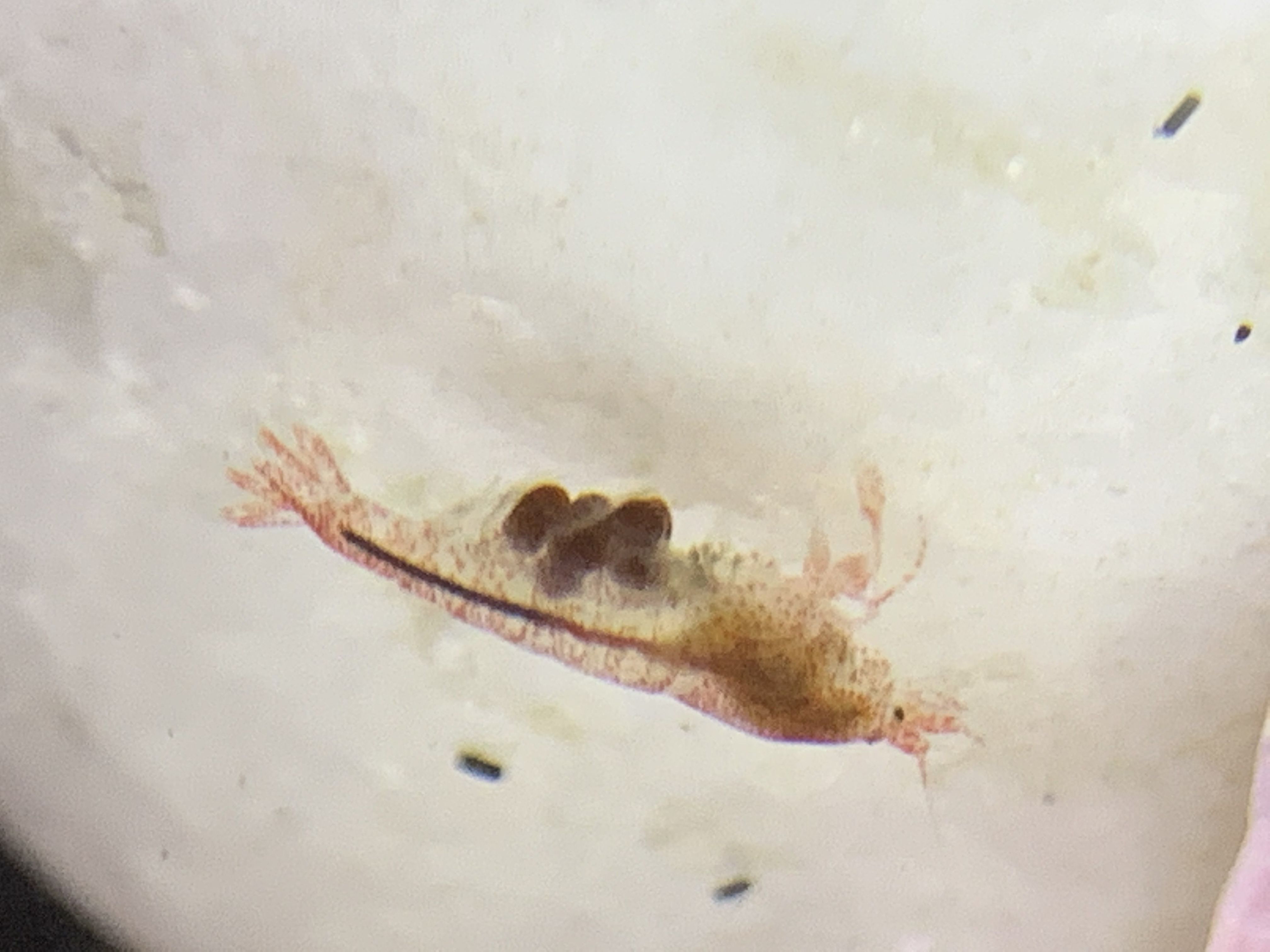 Pale berried female 4