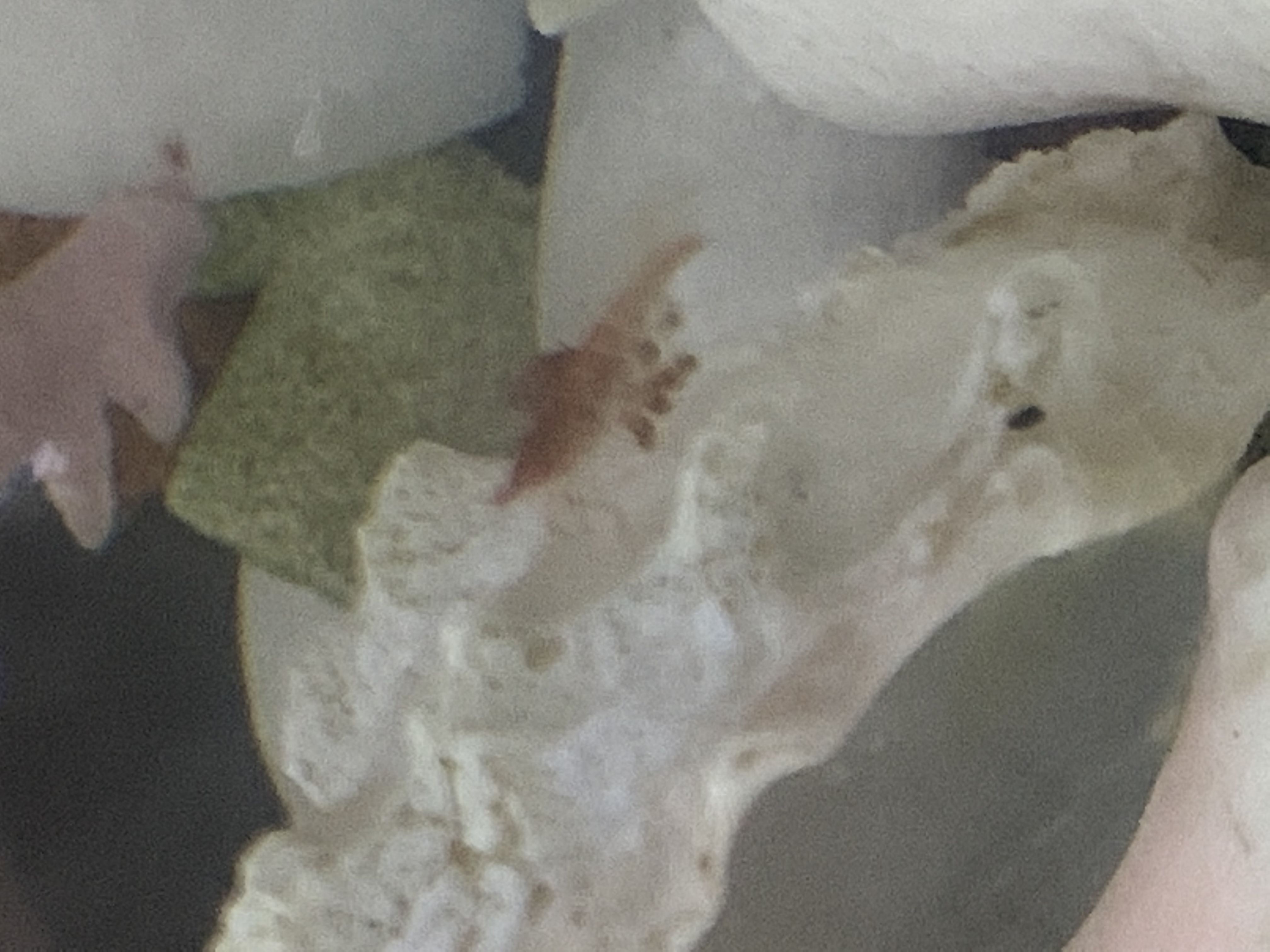 Pale berried female 3