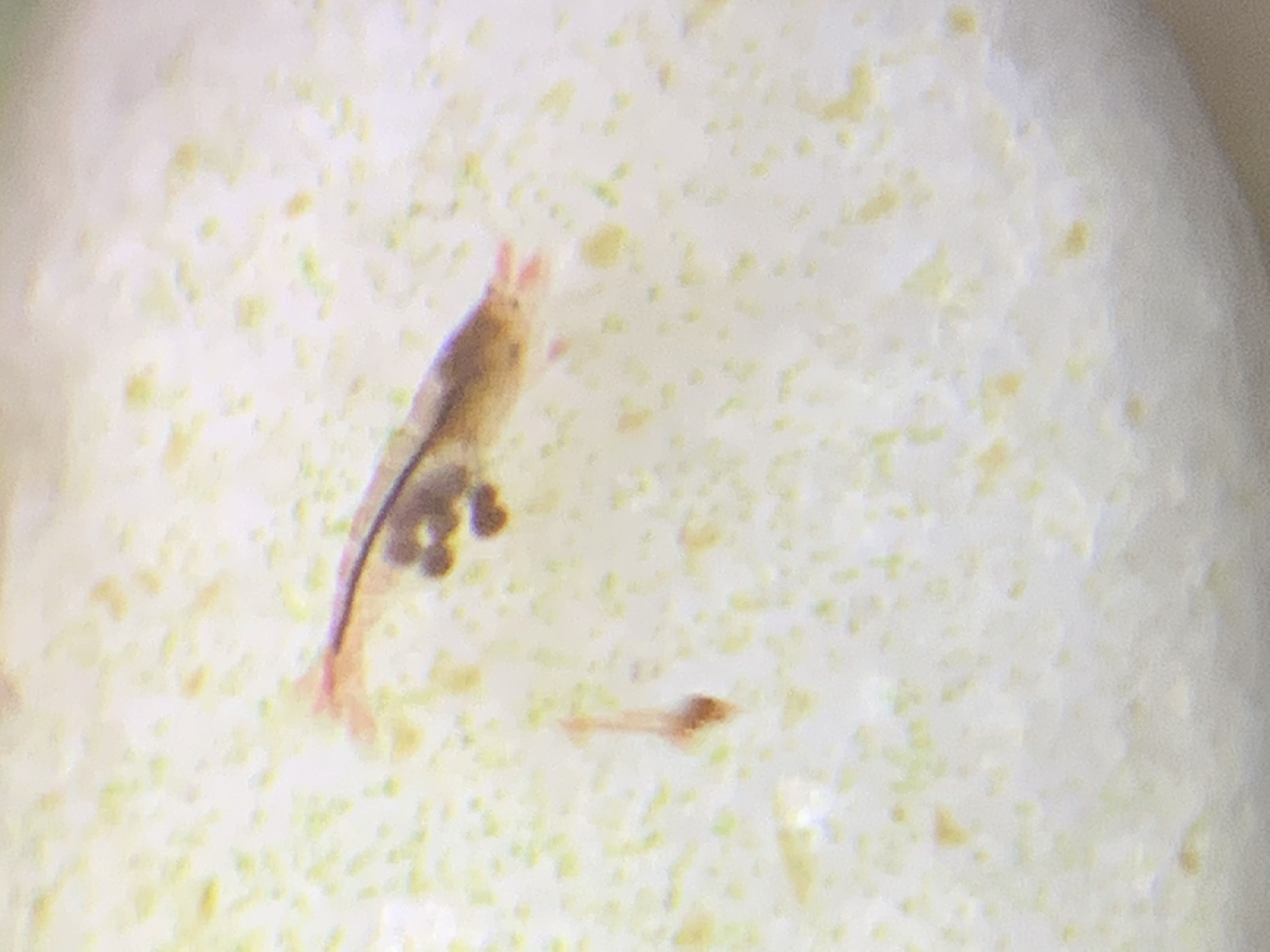 Pale berried female 2