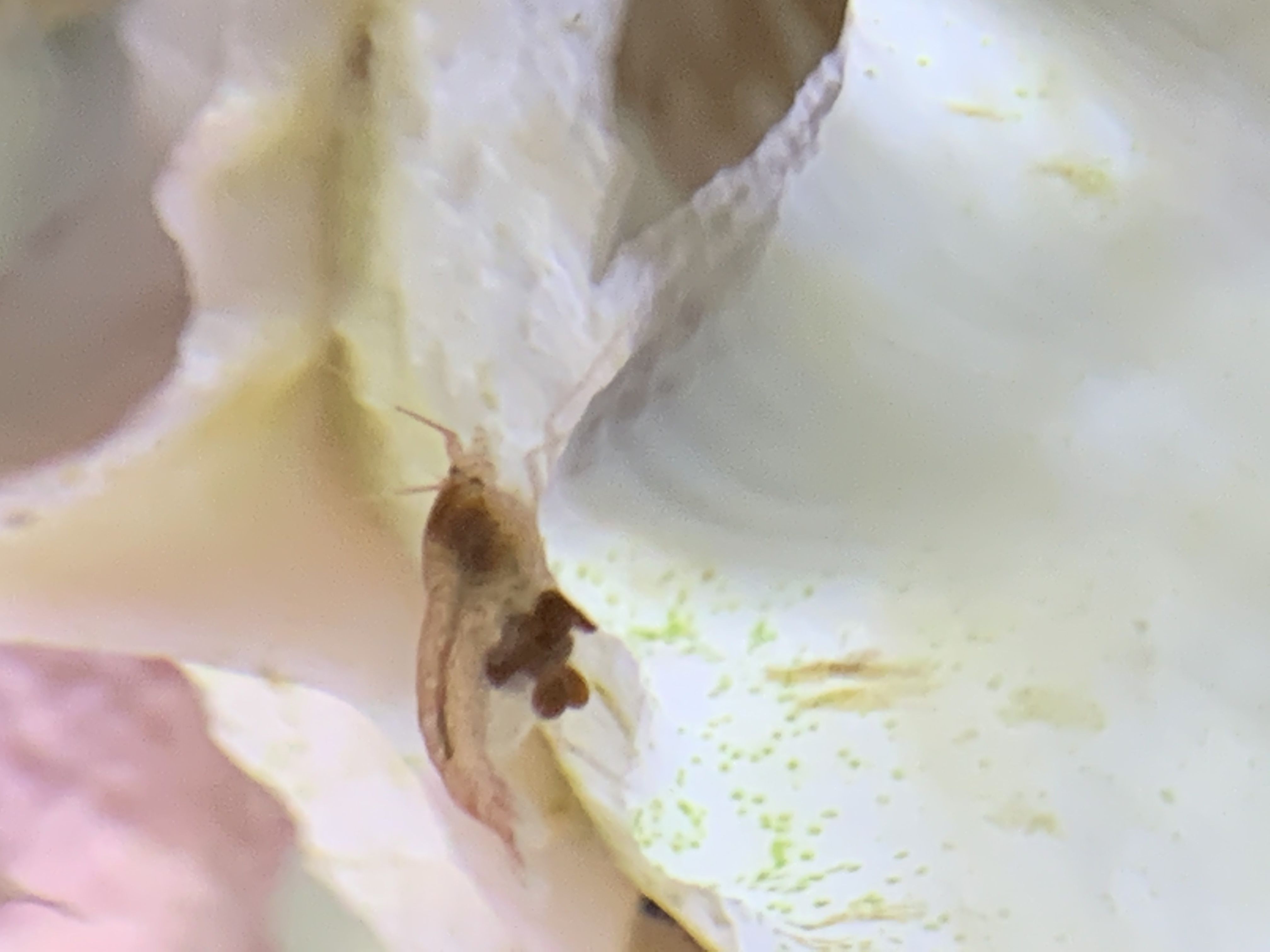 Pale berried female 1