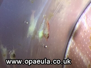 Are they trying to mate?