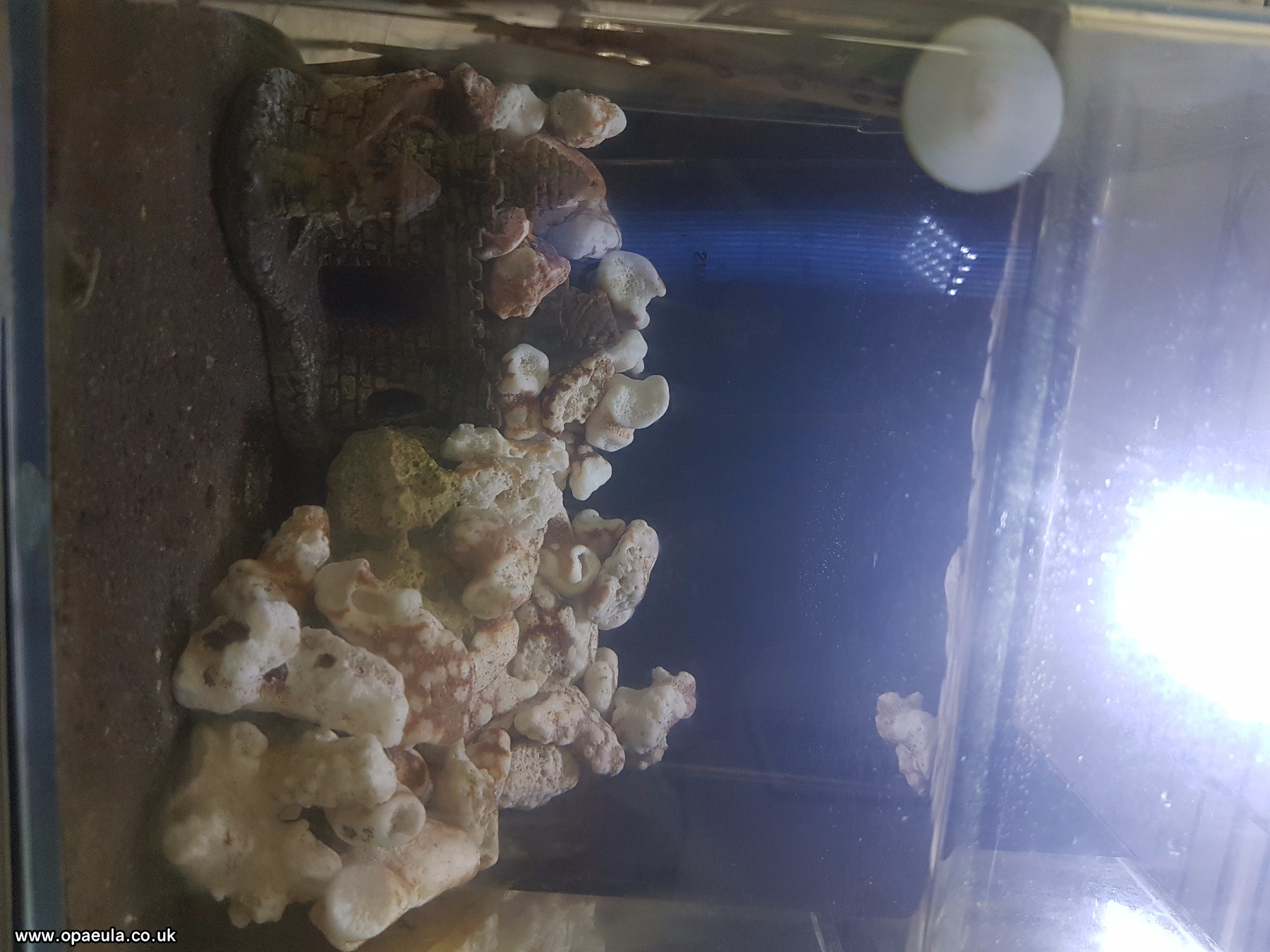 3rd tank with 6 shrimps