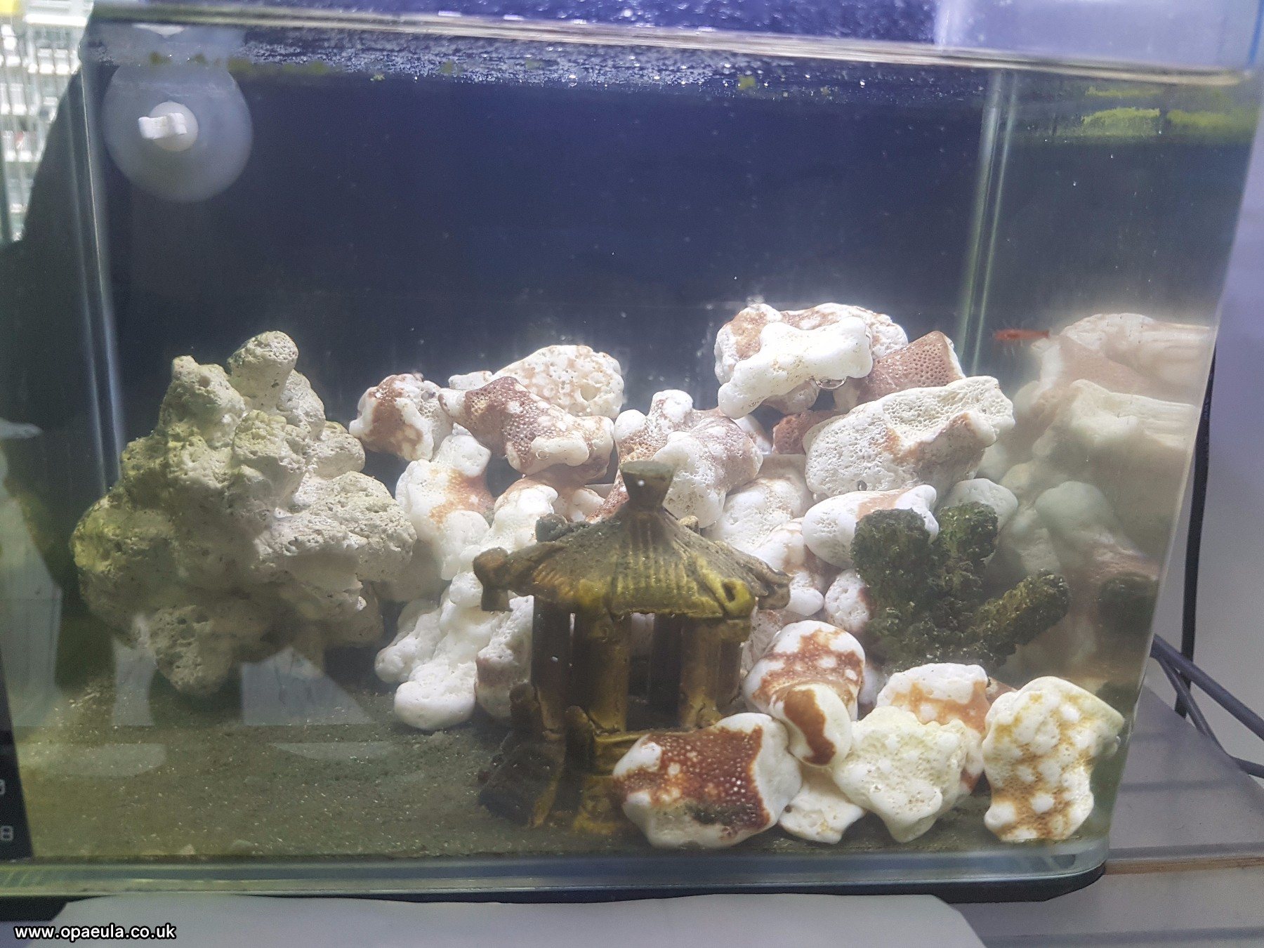 2nd tank with 20 shrimps