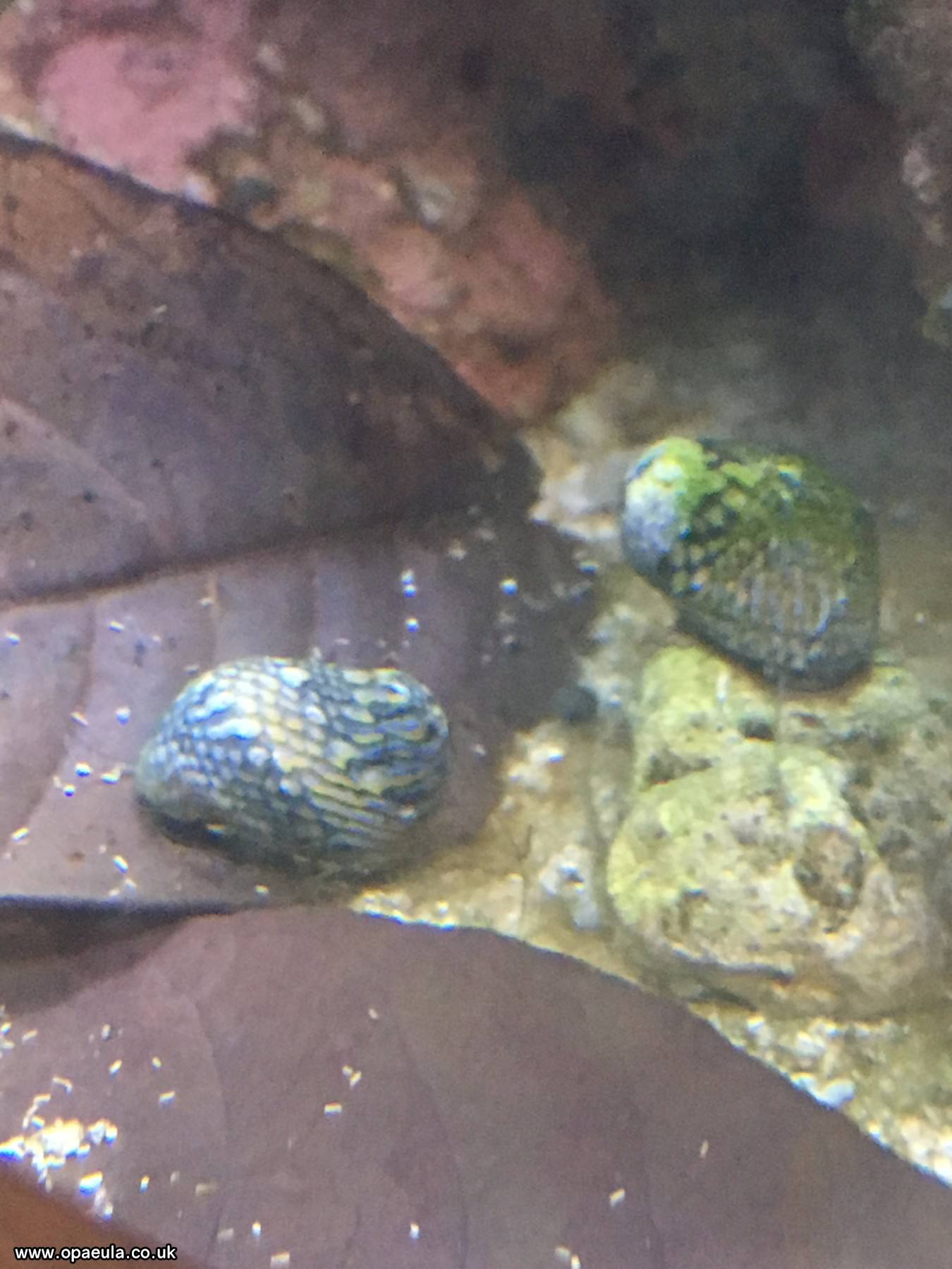 nerite 6.JPG