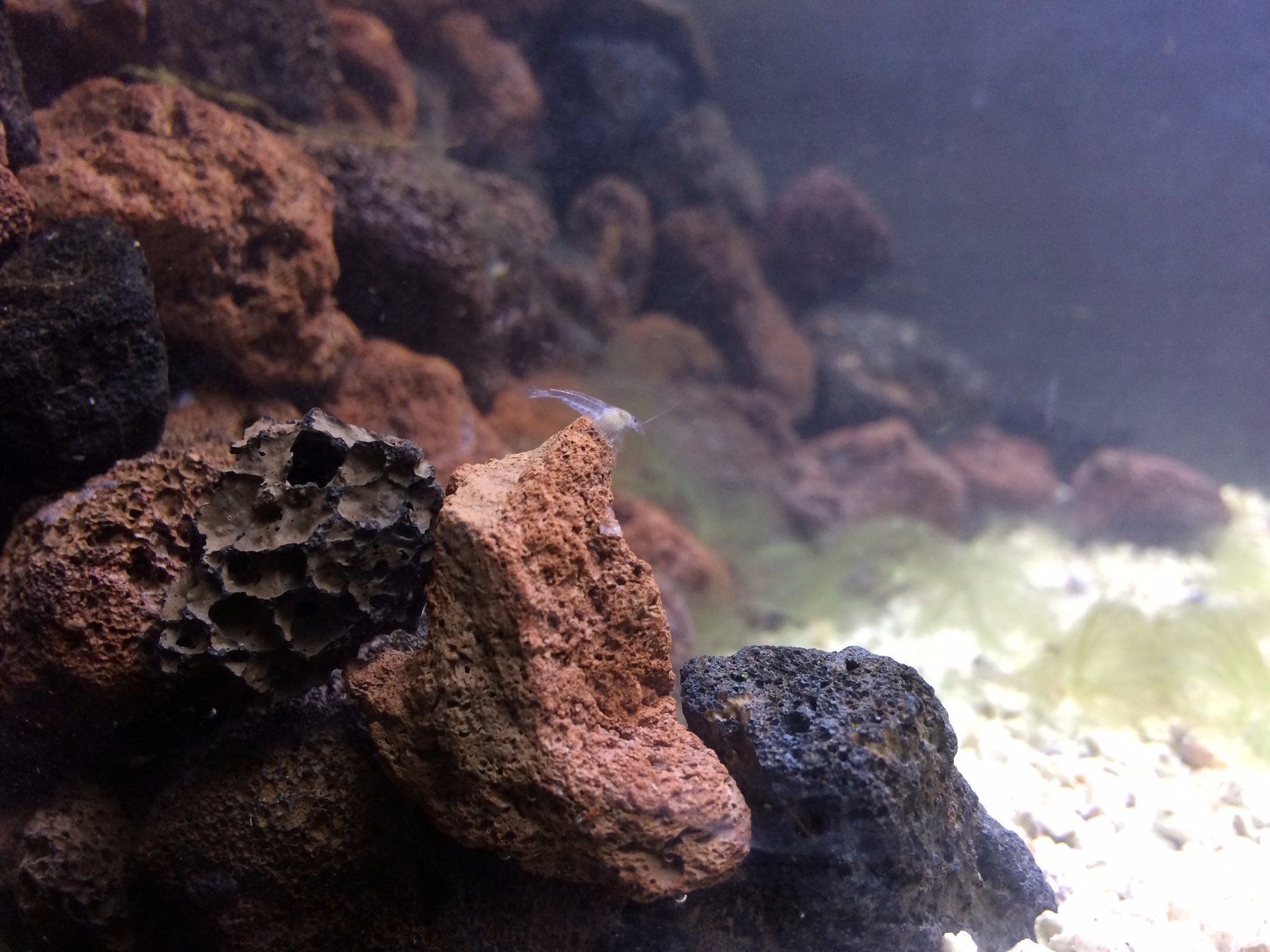 Shrimp and son's favorite rock