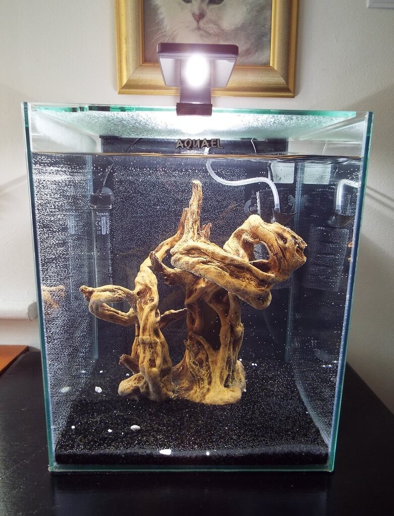 tank 1st cycling day.jpg