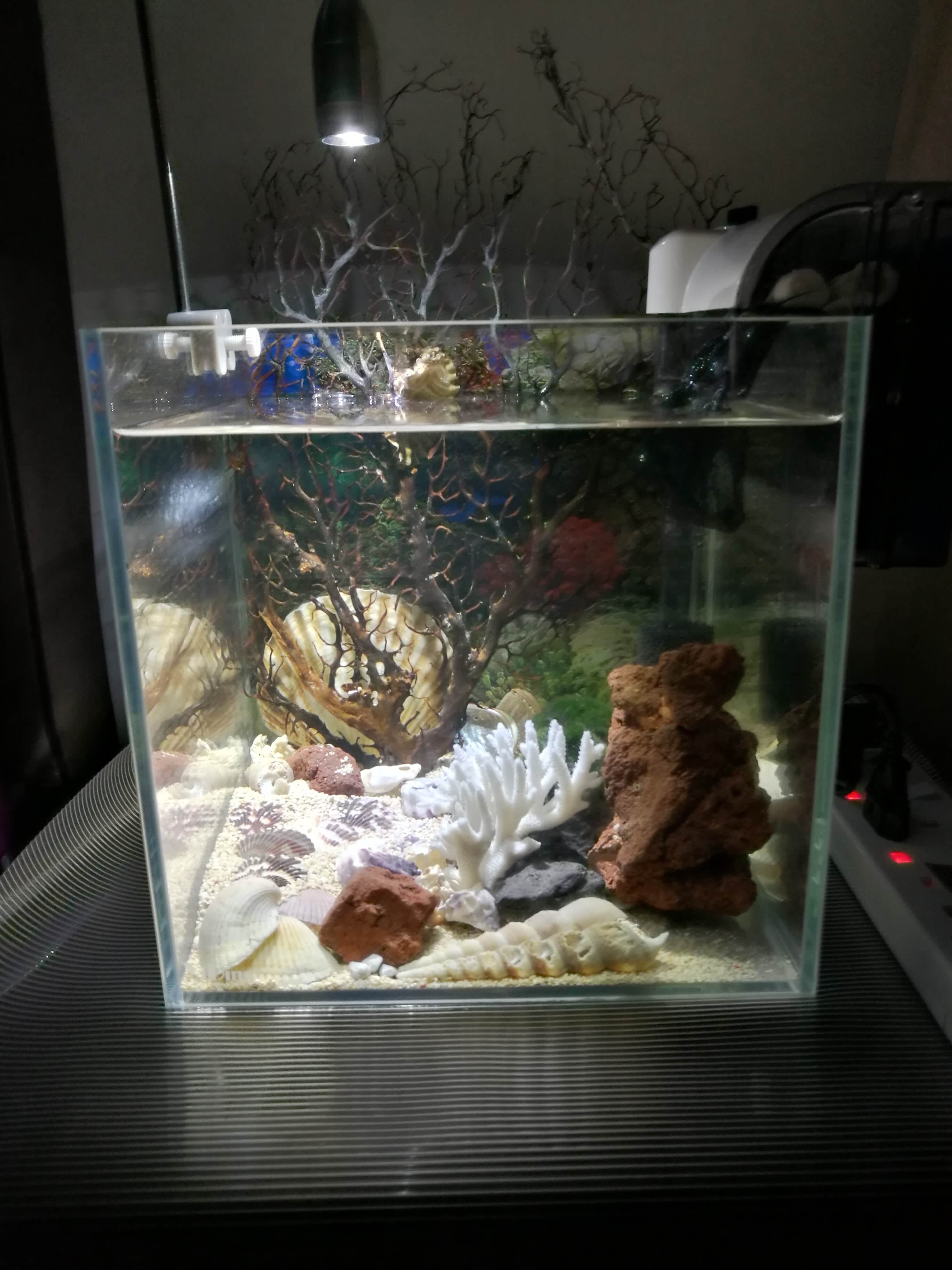My new alpha tank