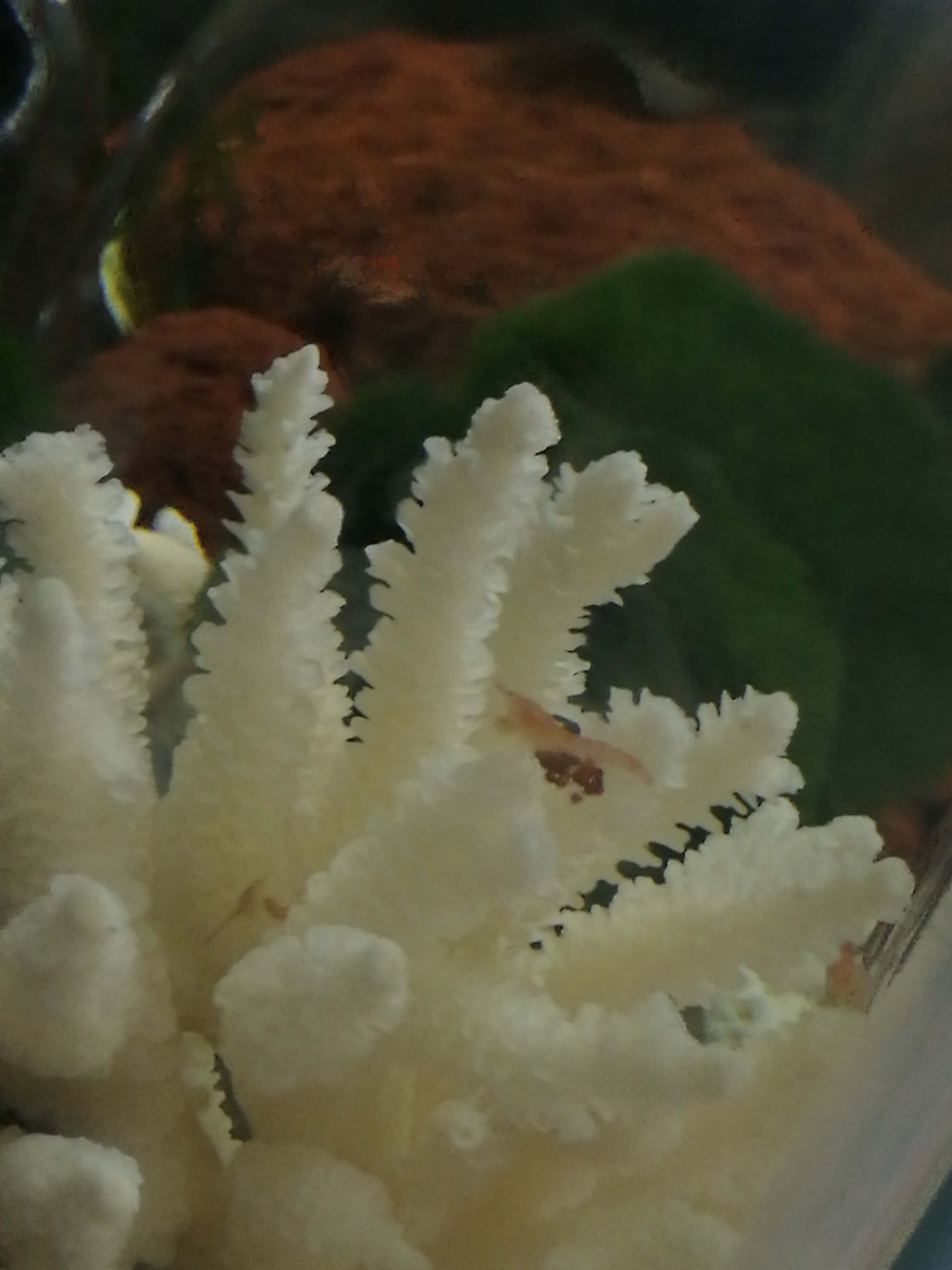 This one has many eggs...:)